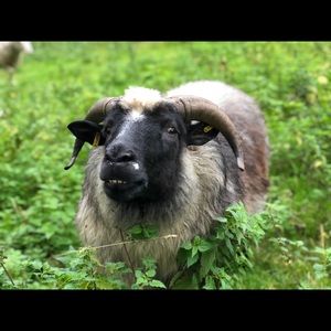 Meet your Posher, Morgan